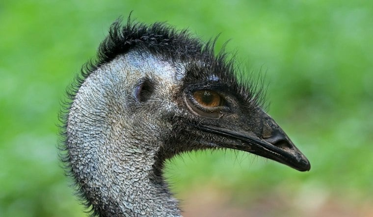 Escaped Emu Named Eddie Roams Cleves Park Trail, Gets Safely Returned Home