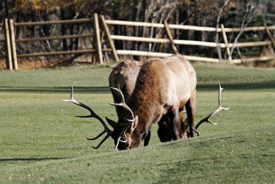 Estes Park Bull Elk Known as 'Crash' Smashes Honda's Window Near Golf Course