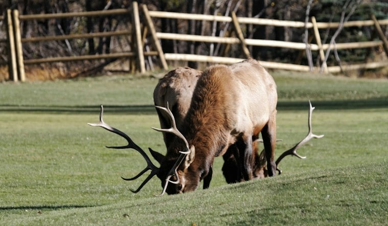 Estes Park Bull Elk Known as 'Crash' Smashes Honda's Window Near Golf Course