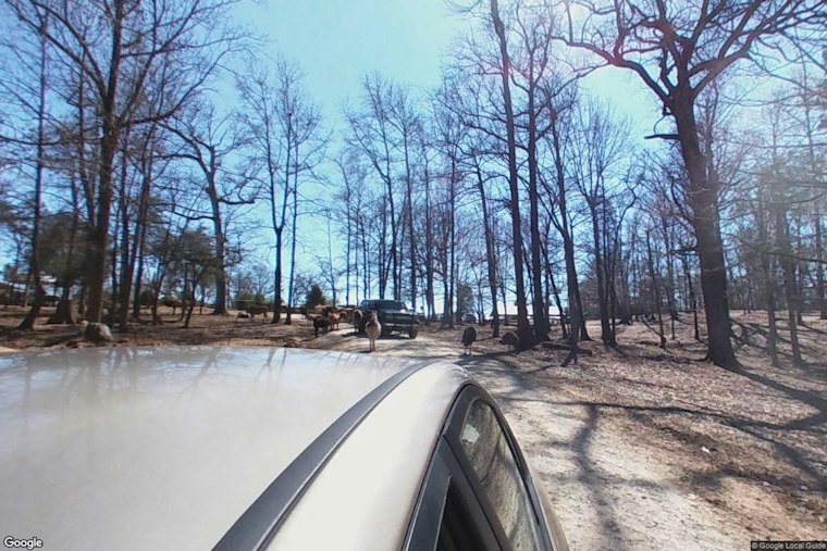 Falling Tree Limb Spooks Horses at Mooresville Ranch, Sends Three to Hospital