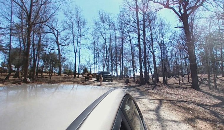 Falling Tree Limb Spooks Horses at Mooresville Ranch, Sends Three to Hospital