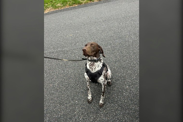 Falmouth K9 Kepo Is Certified in Narcotics Detection and Trained to Track Missing Persons