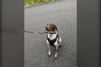 Falmouth K9 Kepo Is Certified in Narcotics Detection and Trained to Track Missing Persons