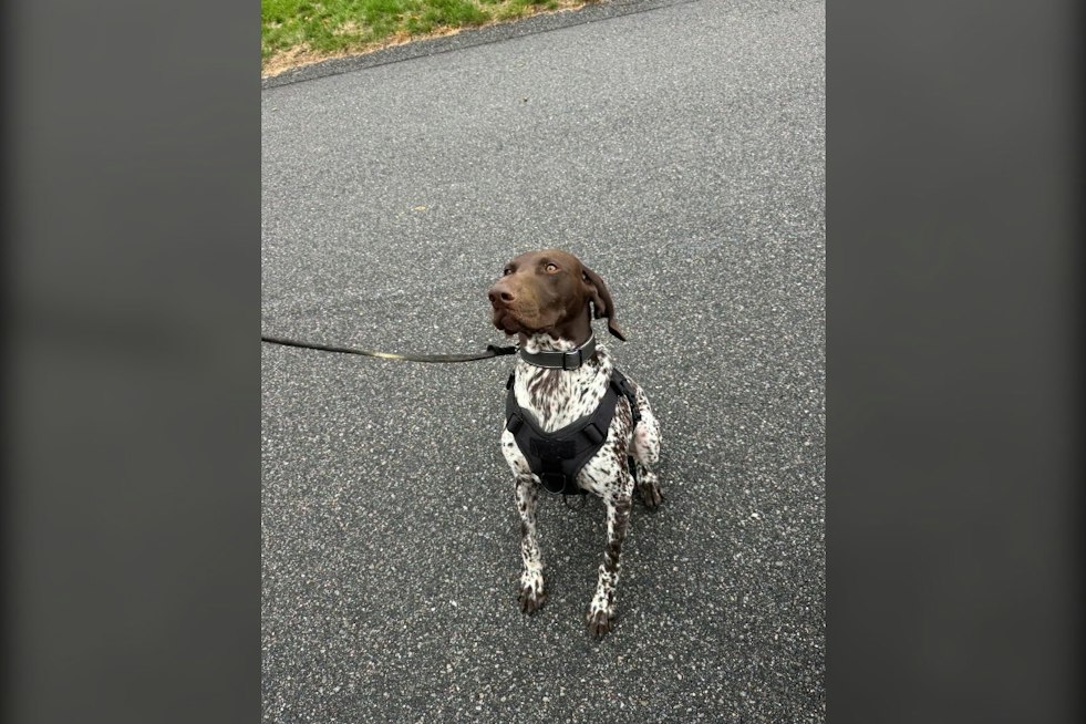 Falmouth K9 Kepo Is Certified in Narcotics Detection and Trained to Track Missing Persons