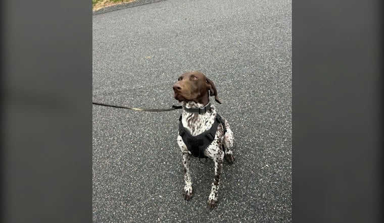 Falmouth K9 Kepo Is Certified in Narcotics Detection and Trained to Track Missing Persons