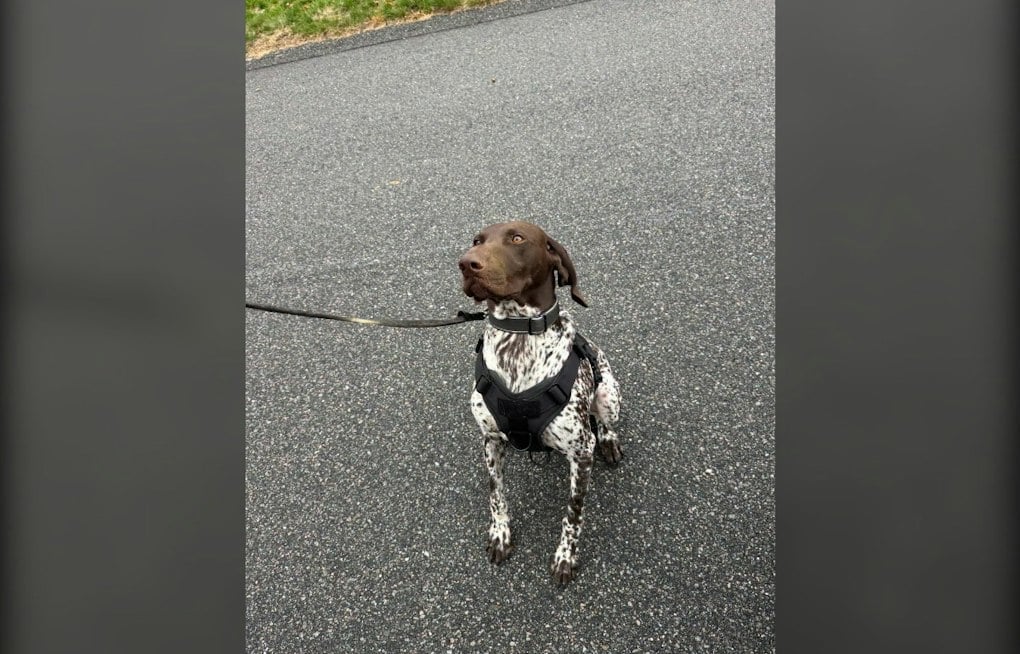 Falmouth K9 Kepo Is Certified in Narcotics Detection and Trained to Track Missing Persons