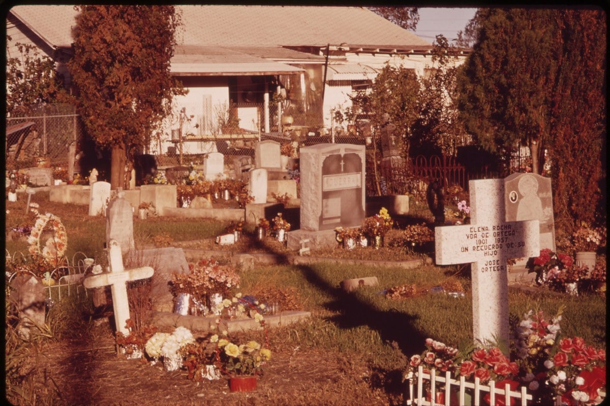Feral Hogs Invade San Antonio Cemetery, Leave Graves Torn Up Nightly