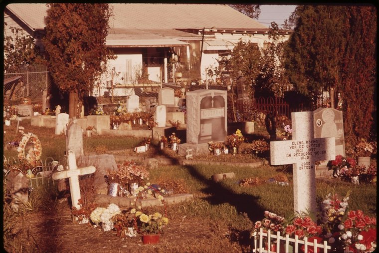 Feral Hogs Invade San Antonio Cemetery, Leave Graves Torn Up Nightly