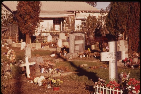 Feral Hogs Invade San Antonio Cemetery, Leave Graves Torn Up Nightly