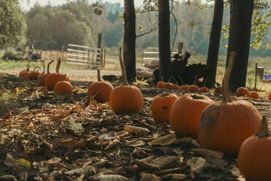 Florissant Fall Festival Rolls In Sunday With Ponies, Pumpkins and Classic Cars