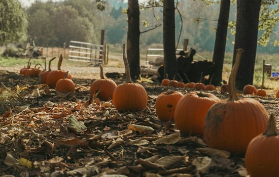 Florissant Fall Festival Rolls In Sunday With Ponies, Pumpkins and Classic Cars