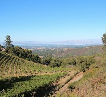 Fogarty Family's 41-Acre Portola Valley Vineyard Estate Sells for $11M