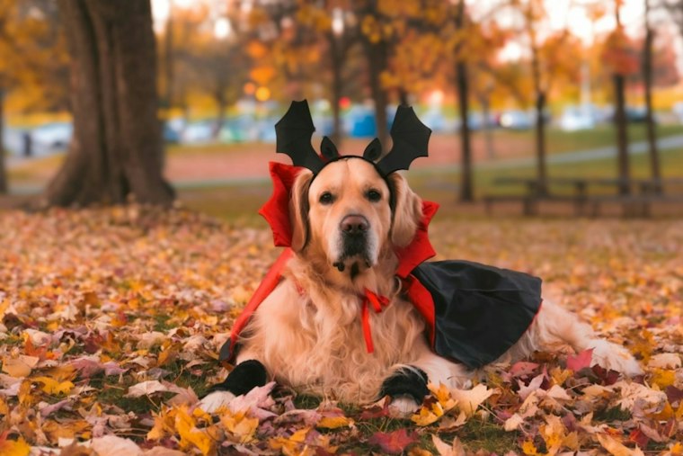 Fort Greene's Great PUPkin Draws 5,000 Fans as Trojan Horse Pup Takes Third