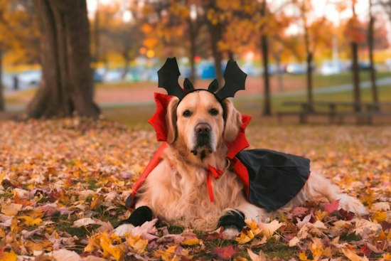 Fort Greene's Great PUPkin Draws 5,000 Fans as Trojan Horse Pup Takes Third