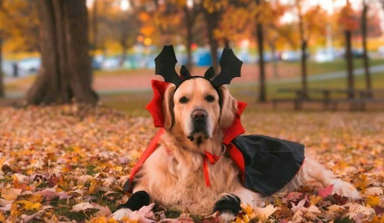 Fort Greene's Great PUPkin Draws 5,000 Fans as Trojan Horse Pup Takes Third