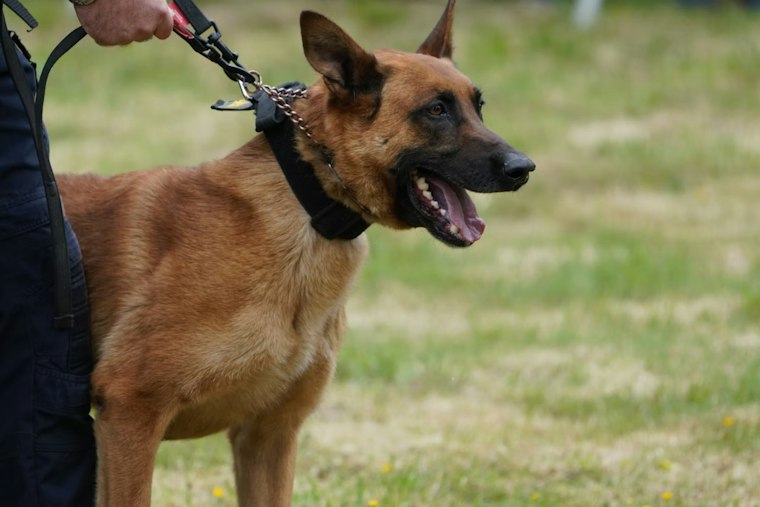 Four Dogs Charge Deputy, K-9 During Apple Valley Search for Missing 90-Year-Old