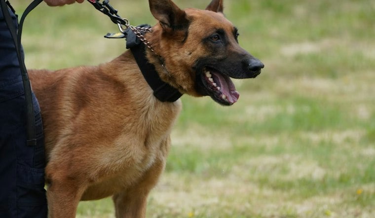 Four Dogs Charge Deputy, K-9 During Apple Valley Search for Missing 90-Year-Old