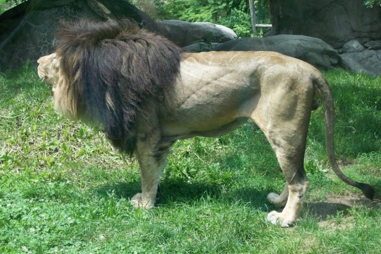 Franklin Park Zoo's Last Lion Dinari Dies At 17, Leaving Boston Habitat Empty