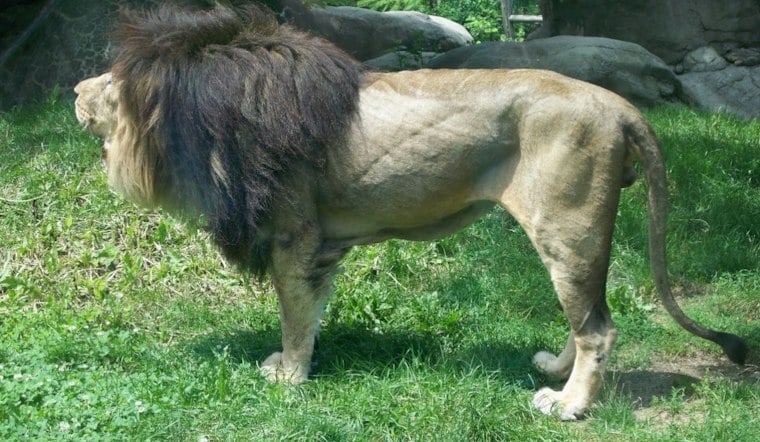 Franklin Park Zoo's Last Lion Dinari Dies At 17, Leaving Boston Habitat Empty