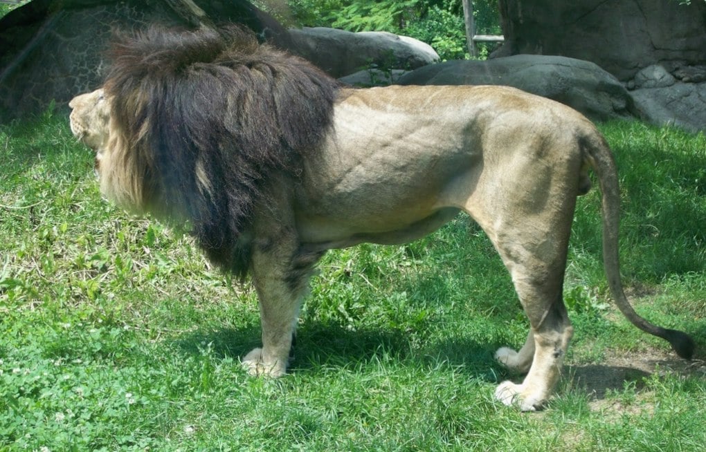 Franklin Park Zoo's Last Lion Dinari Dies At 17, Leaving Boston Habitat Empty