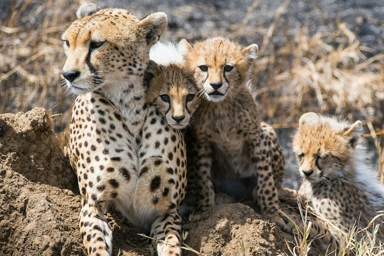 Front Royal Zoo Welcomes Five Cheetah Cubs Spanning Four Generations