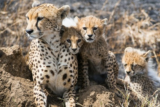 Front Royal Zoo Welcomes Five Cheetah Cubs Spanning Four Generations