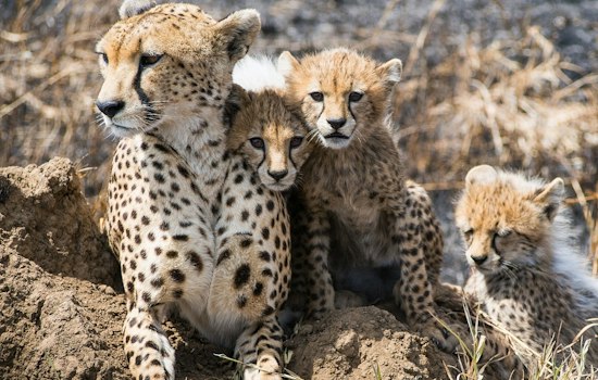 Front Royal Zoo Welcomes Five Cheetah Cubs Spanning Four Generations