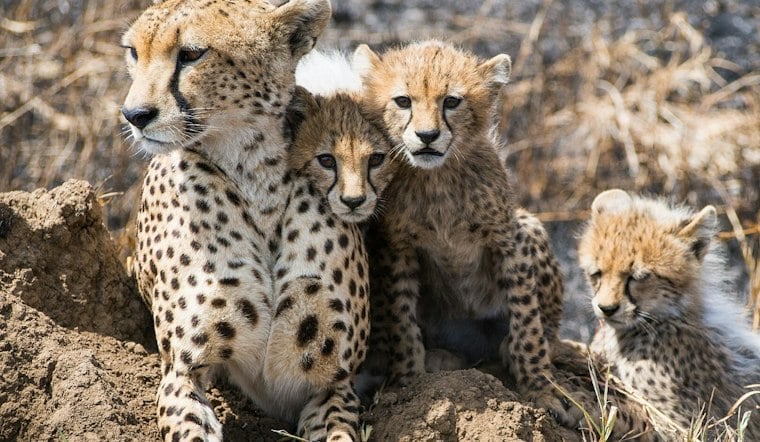 Front Royal Zoo Welcomes Five Cheetah Cubs Spanning Four Generations