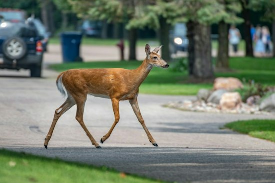 Galloway Woman, 69, Dies After Deer Hit by One Car Slams Into Hers