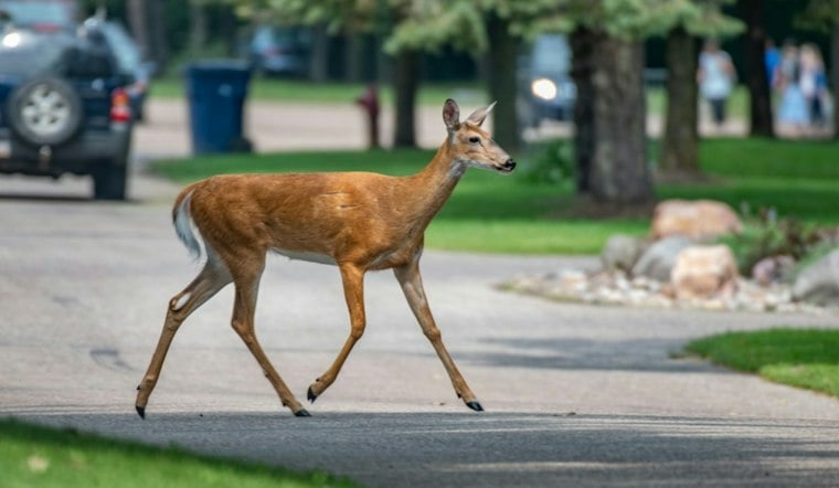 Galloway Woman, 69, Dies After Deer Hit by One Car Slams Into Hers