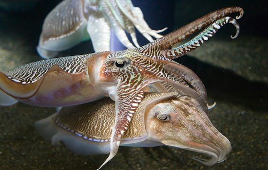 Georgia Aquarium Unveils 40-Foot LED Tree, Scuba Claus for WinterTide Season