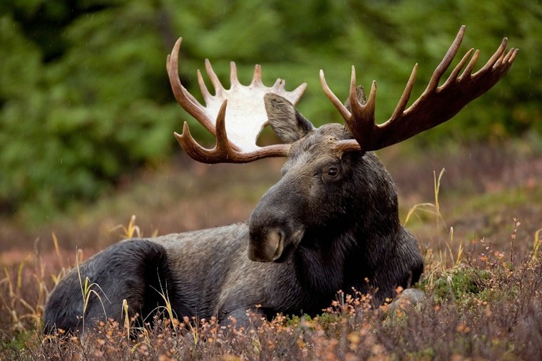 Giant Bull Moose Roams Near Brewster, Just Miles From CT Border