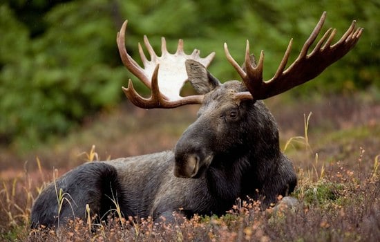 Giant Bull Moose Roams Near Brewster, Just Miles From CT Border