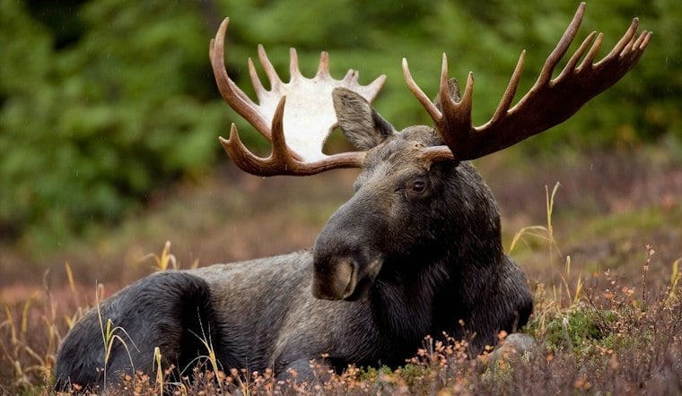 Giant Bull Moose Roams Near Brewster, Just Miles From CT Border