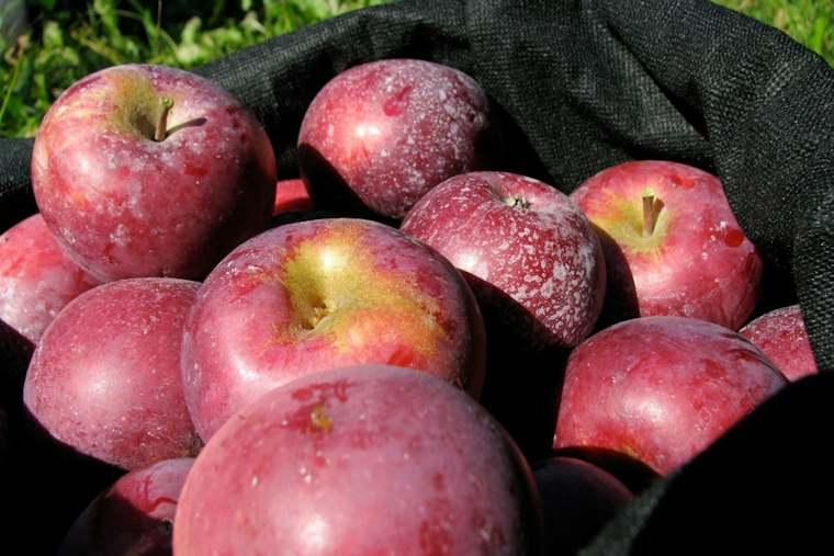 Glastonbury's Apple Harvest Fest Swells to 55 Acts, Five Stages This Weekend