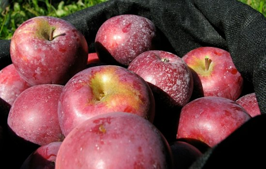 Glastonbury's Apple Harvest Fest Swells to 55 Acts, Five Stages This Weekend
