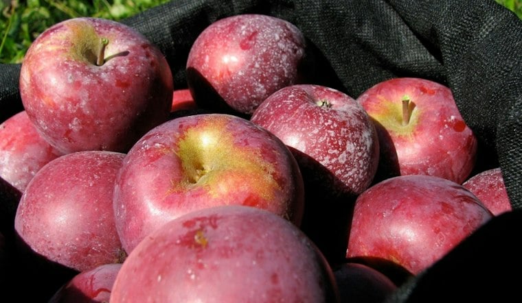 Glastonbury's Apple Harvest Fest Swells to 55 Acts, Five Stages This Weekend