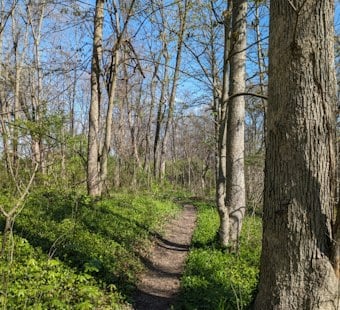Green Township Rottweilers Maul Woman on Ohio Trail After Months of Warnings