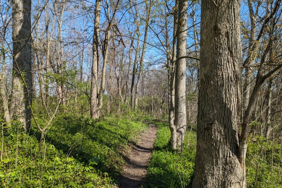 Green Township Rottweilers Maul Woman on Ohio Trail After Months of Warnings