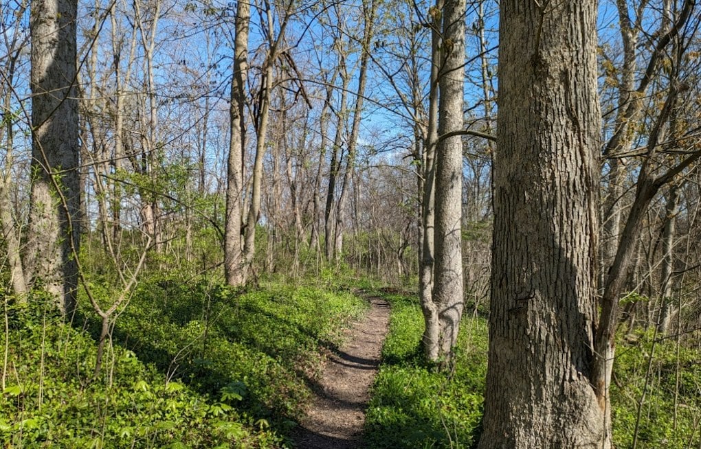 Green Township Rottweilers Maul Woman on Ohio Trail After Months of Warnings
