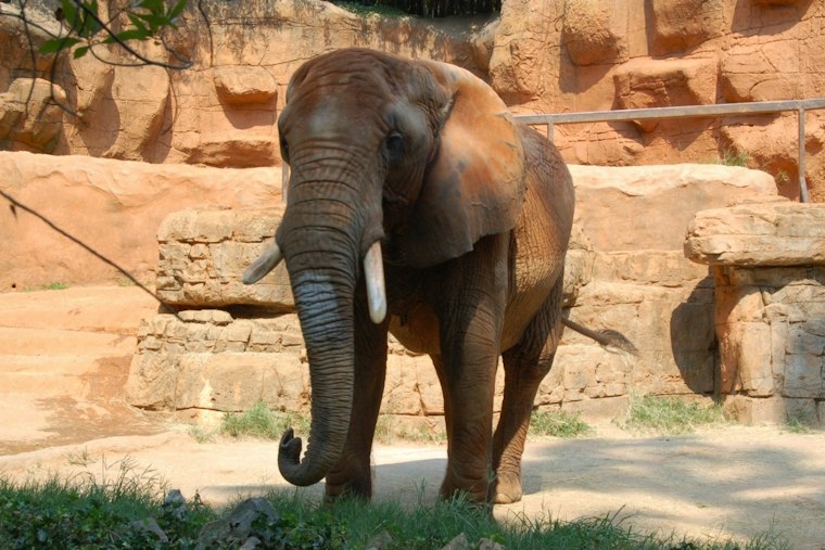 Greenville Zoo's Boo in the Zoo Turns 40, Adds Halloween Afternoon Session