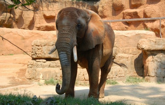 Greenville Zoo's Boo in the Zoo Turns 40, Adds Halloween Afternoon Session