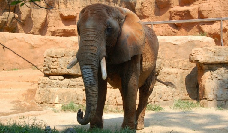 Greenville Zoo's Boo in the Zoo Turns 40, Adds Halloween Afternoon Session
