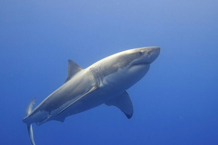 Half Moon Bay Kayaker Watches Great White Longer Than His Boat Glide Past