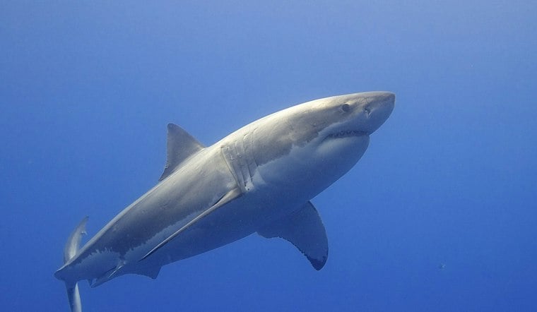 Half Moon Bay Kayaker Watches Great White Longer Than His Boat Glide Past