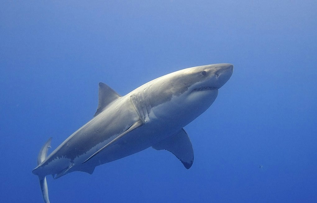 Half Moon Bay Kayaker Watches Great White Longer Than His Boat Glide Past