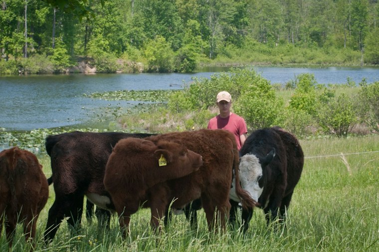 Hanover County Opens Its First Farm Tour, Highland Cows and Alpacas Included