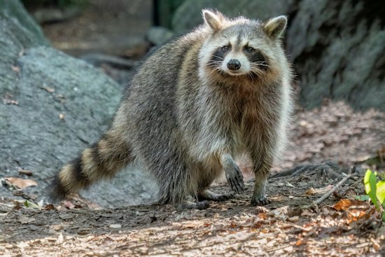 Helicopters to Drop 500,000 Rabies Baits Over Northwest Georgia Around October 7
