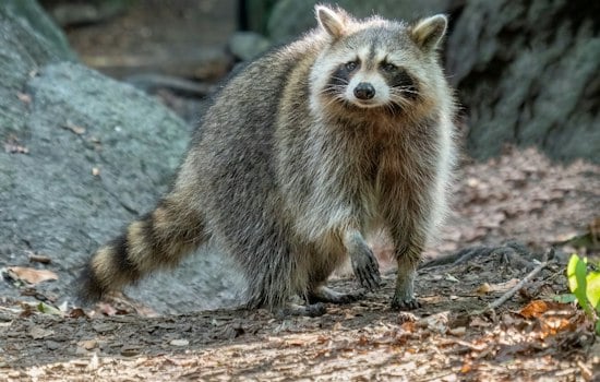 Helicopters to Drop 500,000 Rabies Baits Over Northwest Georgia Around October 7