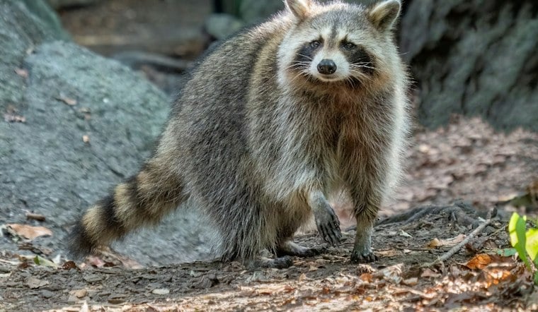 Helicopters to Drop 500,000 Rabies Baits Over Northwest Georgia Around October 7